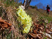 32 Primula vulgaris-Primula comune